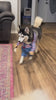 Pet wearing the killer doll costume