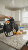 Cat wearing the headless horseman pet costume