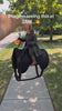 Cat wearing the headless horseman pet costume