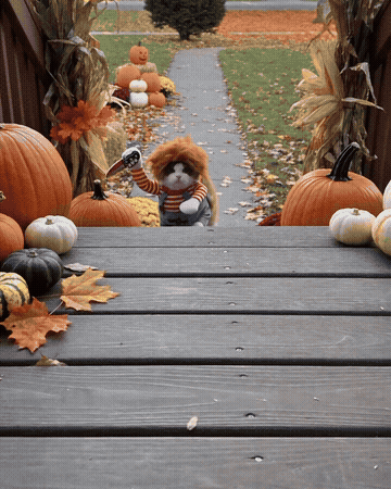 Cat running in the killer doll costume
