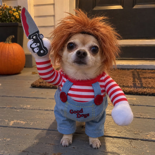 Chihuahua on a porch at dusk in the killer doll costume